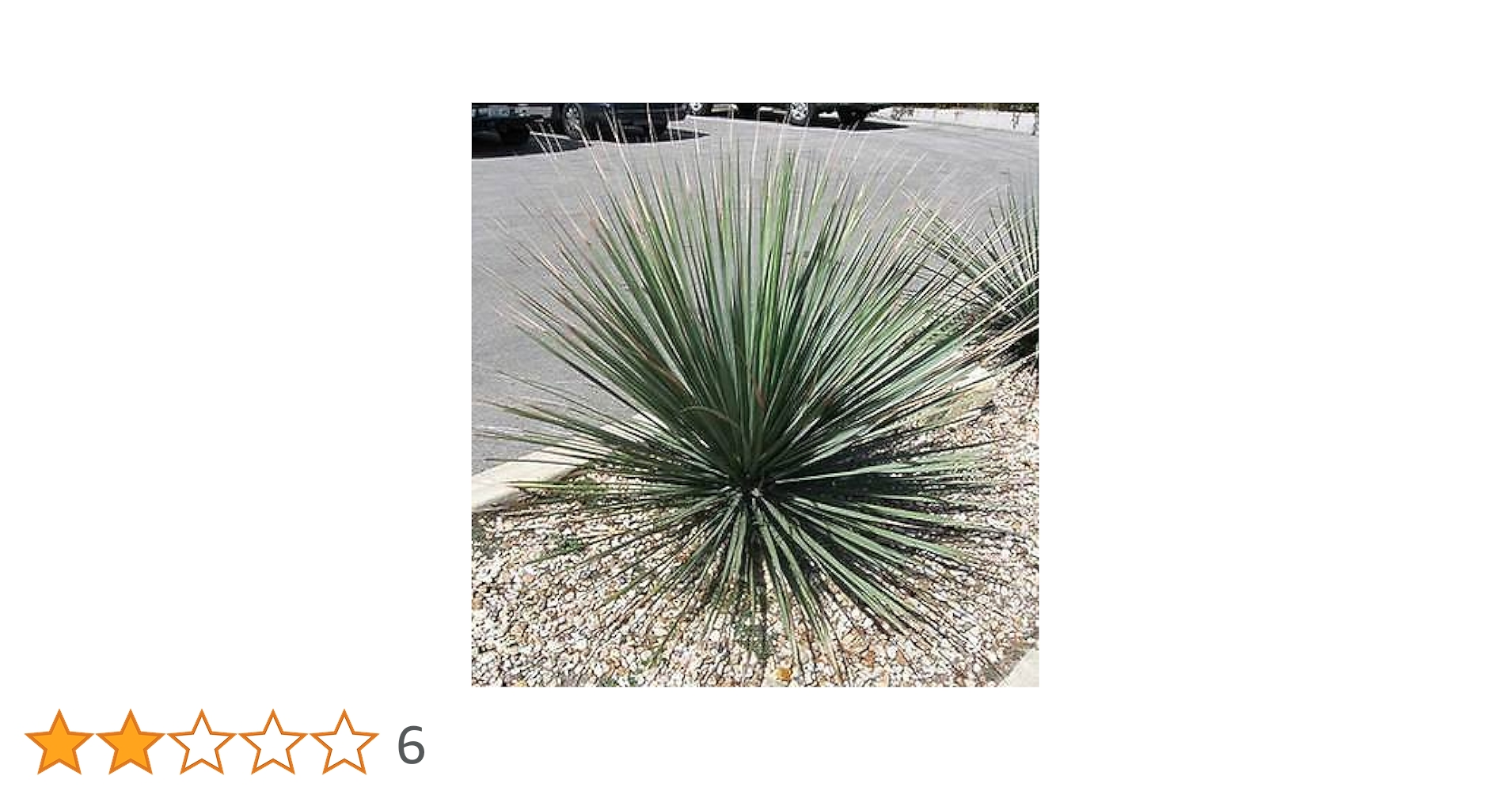 Amazon.co.jp: 【種子】Dasylirion Texanum☆ダシリリオン・テキサナム